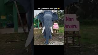 ನಮ್ಮ ಪ್ರೀತಿಯ ಅರ್ಜುನ ಆನೆಯ ಪ್ರತಿಷ್ಠಾಪನೆ#trendshort #elephant #೦