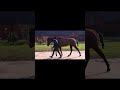 duke of vienna usa horse in training justify usa ex dramatically usa