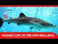 Turistas nadan con tiburones ballena en las playas de México | El Espectador