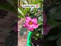 part 4 how to save a dipladenia plant from lowe s clearance sale 🌸