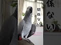 インコの独り言は難解🧐part2 shorts 独り言 難解 洗濯機 ヨウム めいちゃん