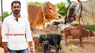 நல்லா பால் கறக்கும் மாடுகள்-கறந்து பார்த்து மாடு வாங்கிட்டு போங்க #vivasayaarvalargal #cow #farming