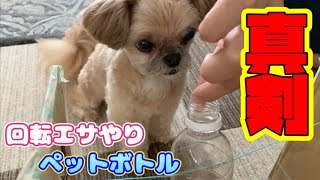 犬のおやつタイム 回転エサやりペットボトル チワワ×シーズー