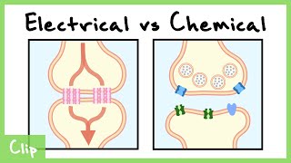 Electrical vs Chemical Synapse Explained (Gap Junctions) | Clip