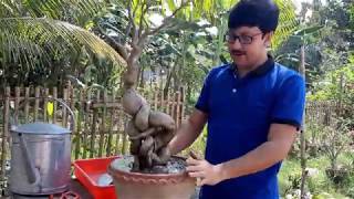 Summer Garden 02/2020: ১২ বছরের অ্যাডেনিয়াম/মরুগোলাপ প্রতিস্থাপন ।। স্পেশাল মাটি।। গুরুত্বপূর্ণ টিপস