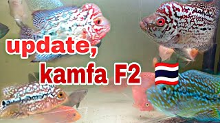 update, louhan kamfa F2 thailand, #ikanlouhankamfa #ikanlouhanjenong