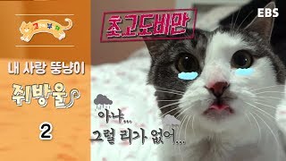 고양이를 부탁해 - 내 사랑 뚱냥이 쥐방울_#002