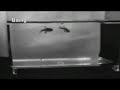 典型的なオスのゼブラフィッシュによる闘い the typical sequence of a male zebrafish fight