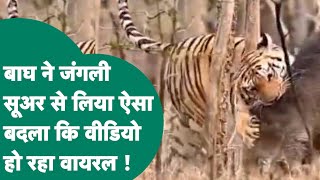 MP के Panna Tiger Reserve में बाघ ने जंगली सूअर से लिया ऐसा बदला कि वीडियो हो रहा वायरल ! MP Tak