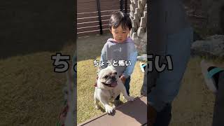 子供嫌いな元保護犬に怖がりながらも触れ合う3歳児 #フレンチブルドッグ #愛犬 #shorts