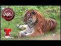 Tigre atacó a su cuidadora en un zoológico | Al Rojo Vivo | Telemundo