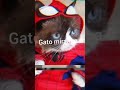 se vc ver esses gatos na rua corra gatosengraçados