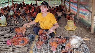 My chicken got sick and died.  Scary disease of chicken farmers. ( Ep 190).