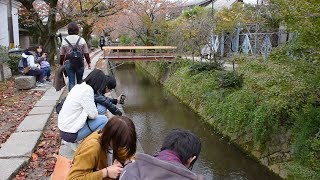 歴史たどる　思索の道「哲学の道」かいわい