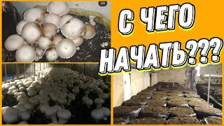 Грибной бизнес. Можно ли начать Выращивать шампиньоны с нуля ?бизнес с минимальными вложениями?