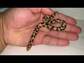 snake collection update rare hognose snake and kenyan sand boa morphs