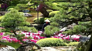 2017水上牡丹（島根大根島、由志園）