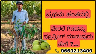 How to pruning guava plant | Kannada | ಹೇಗಪ್ಪಾ ಪೇರಲೆ ಗಿಡಗಳನ್ನ ಪ್ರೋನಿಂಗ್  ಮಾಡುವುದು ?...