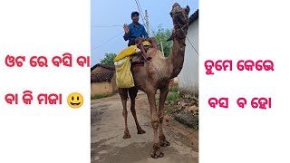 ଓଟ ଉପରେ ବସି ମଜା ଟିକେ ଅଲଗା 😍 Samalpuri Short Video 😎 Odia Short Video 🥰 Camel rides 😘 Funny short 😛yt