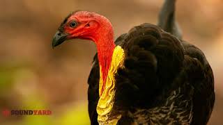 Australian Brushturkey (Alectura lathami) - Videos, Sounds, and Song