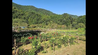 両神山麗　花の郷　　ダリア園