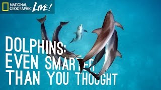 Dolphins: Even Smarter Than You Thought | Nat Geo Live
