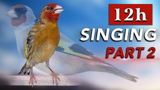 Goldfinch Mule Singing 100% Goldfinch Song - Part 2