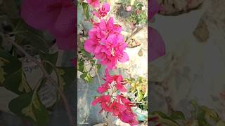 বাগান বিলাস ফুল গাছ #shortvideo #বাগান বিলাস ফুল গাছ #viral #ma nursery #flowers