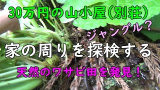 69.【30万円の別荘】おうち【秘密基地】の周りを探検！新たな自然のワサビ田を発見しました。