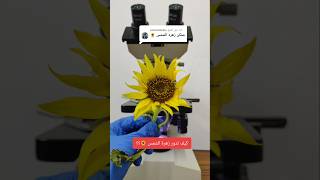 زهرة الشمس تحت الميكروسكوب !! Sunflower under the microscope