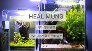 물멍하기(하프문베타, 새우, 수초, 부상수초, 바닥제선정)(betta, wabi-kusa, low tech nano tank,Hydrocotyle maritima Honda)