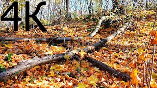 4K Autumn forest. A walk in the woods in autumn, the source, the hills, the noise of the leaves