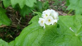 サンカヨウの花が透明になる。