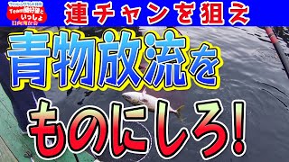 【海上釣堀】青物放流で確実に釣ろう！