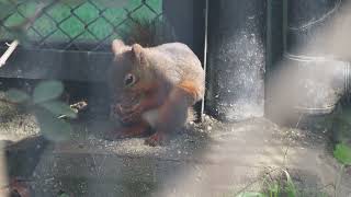 リス モミジ オニグルミ食べる20220924/Squirrel momiji eats Japanese walnut.