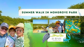 SUMMER WALK IN JUBAIL MANGROVE PARK | Abu Dhabi