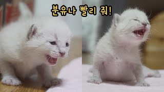 솜뭉치 아기고양이 뒤뚱뒤뚱 걷는 거 보세요ㅋㅋㅋ