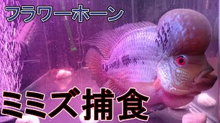 フラワーホーン捕食の瞬間!!エラから煙が!?ザリガニ粉々に!!中型肉食魚がミミズを捕食!!アクアリウム初心者の動画Flowerhorn Attack Flowerhorn eats crayfish!