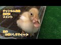 【しらたま】自ら手乗りになるコールダック【palm sized call duck】