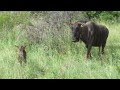 Brand New Baby Wildebeest is Confused