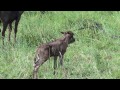 Brand New Baby Wildebeest is Confused
