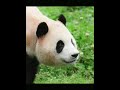 Fubao in China #panda #pandalife #cute #animals #funny #cutepanda