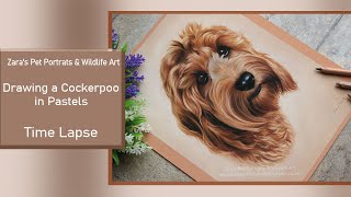 Cockerpoo Drawing in Pastels | Pet Portrait