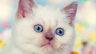 The Siamese Color Change Mystery: Unraveling the Secret of Chameleon Cats