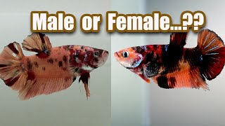 How to identify MALE and FEMALE betta Fish " Female betta fish make bubble nests"