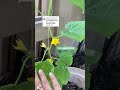 growing muncher cucumber in a stackable planter 🌱🌼 shorts