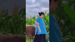 少数民族 芦笙 苗族 斗牛 鬥牛 Minority Lusheng Miao Bullfighting Dân tộc thiểu số Nha Trang Người Hmong Đấu bò