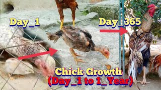 Aseel Chick Growth From Day 1 to 1 Year | Chicken Growth | Chicks Development | Asil Chickens