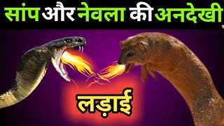 सांप और नेवला की अनदेखी लड़ाई। Unseen fight between Snake vs Mongoose । Nevla aur saanp ki ladai।