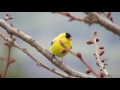 goldfinch singing